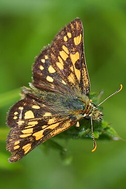 Žutošareni debeloglavac