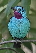 slika 1a. Cotinga cayana