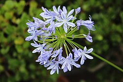 Agapanthus africanus