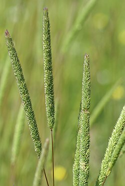 Phleum phleoides