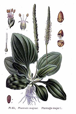 "Trputac" (Plantago major)