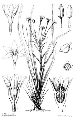 Campynemanthe neocaledonica