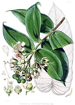 Duabanga grandiflora