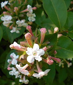 Abelia mosanensis