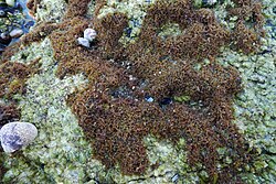 Caulacanthus ustulatus