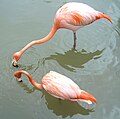 Phoenicopterus ruber
