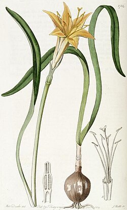 Pyrolirion arvense, ilustracija