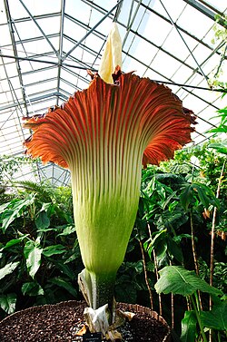A. titanum