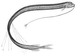 Stomias longibarbatus