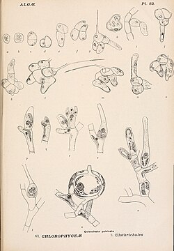 Coleochaete pulvinata