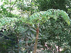 Aralia undulata