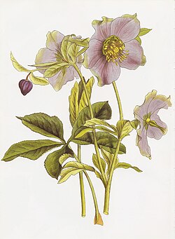Helleborus dumetorum subsp. atrorubens (sin. H. atrorubens)
