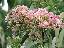 Heptacodium miconioides