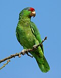 slika 7. Amazona viridigenalis