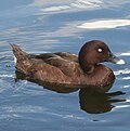 slika 7. Aythya australis