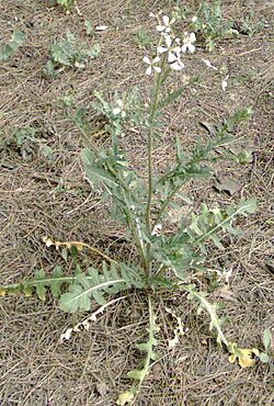 R. raphanistrum