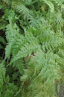 Saccoloma brasiliense