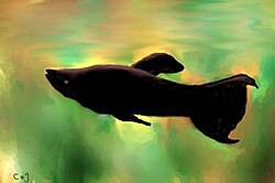 Poecilia sphenopss, mužjak