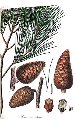 P. halepensis, ilustracija