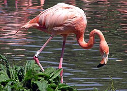 Karipski plamenac (Phoenicopterus ruber)