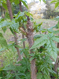 Eleutherococcus senticosus