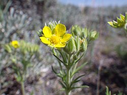 Potentilla pensylvanica