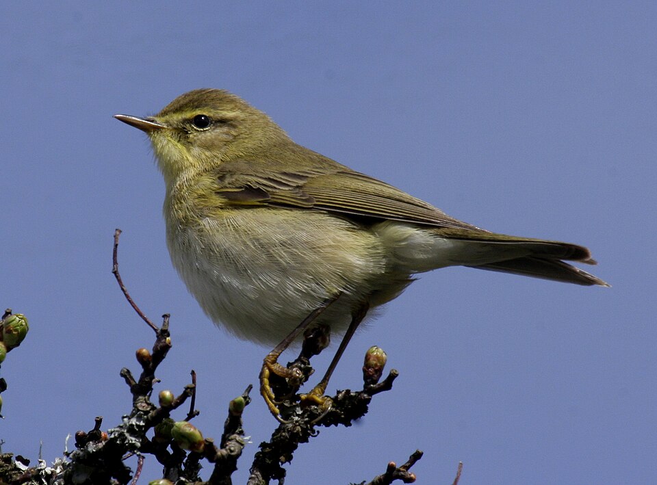 Datoteka:Willow warbler UK09.JPG