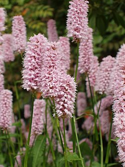 Bistorta officinalis