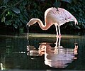 Phoenicopterus chilensis (Adelaide Zoo)