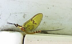 Ephemera danica, mužjak; porodica Ephemeridae