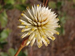 Gomphrena scapigera