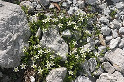 Moehringia ciliata