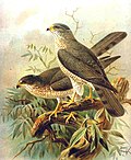 slika 10. Accipiter brevipes