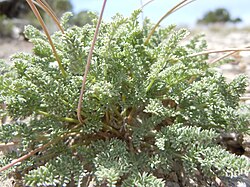 Cymopterus nivalis