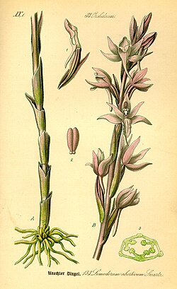 Ljubičasti šiljorep