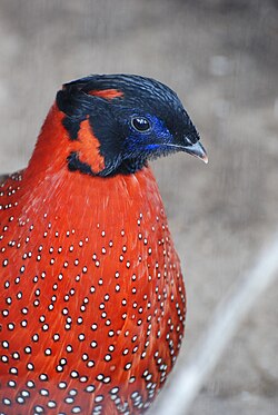 Tragopan satyra, Crveni tragopan