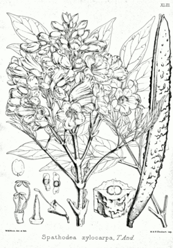 R. xylocarpa
