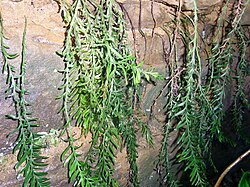Tmesipteris truncata