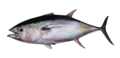 Thunnus albacares