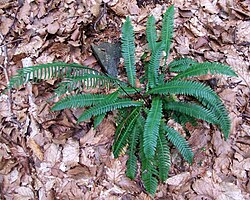 Struthiopteris spicant