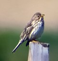 Emberiza calandra
