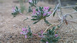 Loeseliastrum matthewsii