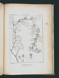 Boquila trifoliolata