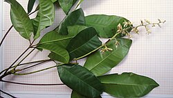 Conchocarpus heterophyllus