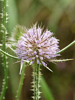 Dipsacus laciniatus