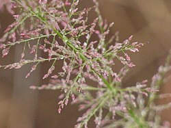 Eragrostis japonica