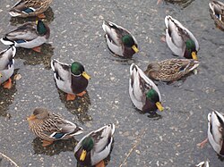 divlje patke u Stubičkim Toplicama