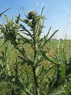 kopljasti ili Streličasti osjak