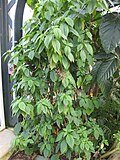 Csapodya splendens