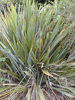 Phormium tenax